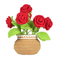 Rose Potted Plant